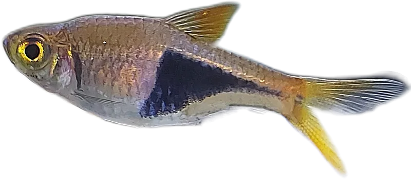 异形波鱼 Harlequin Rasbora