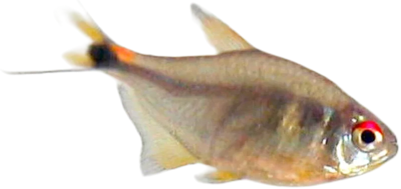 Head and Tail Light Tetra