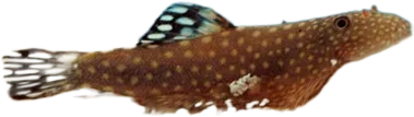 Hillstream Loach