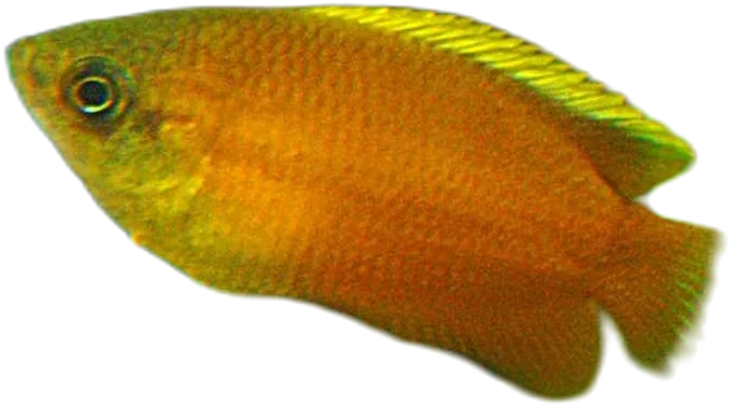 Honey Gourami