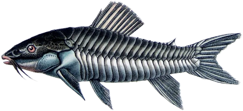 Hoplosternum
