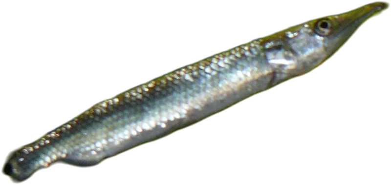 钝吻魣脂鲤 Hujeta Gar