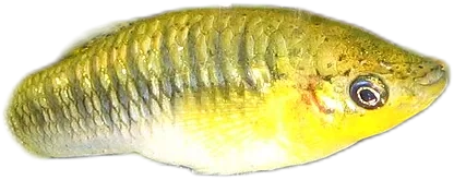 黑带泥鳉 Hunch Backed Limia
