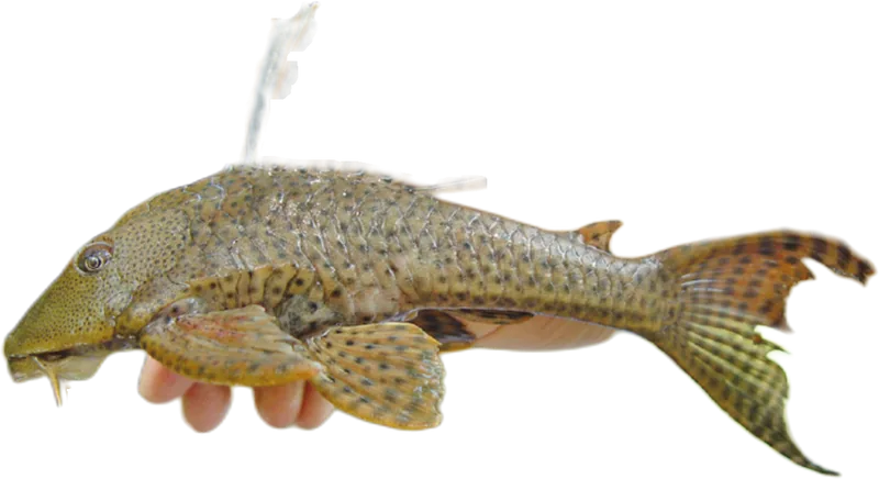 下口鲶 Hypostomus plecostomus
