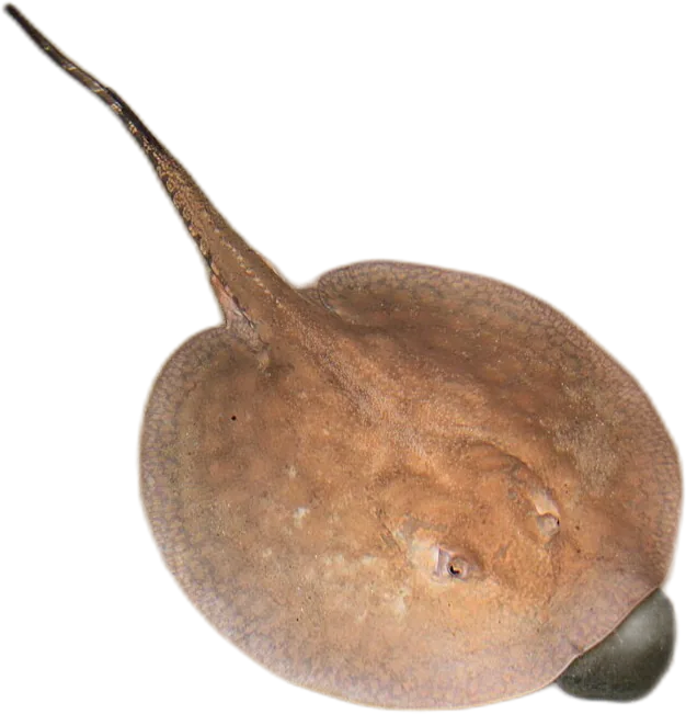 Hystrix Stingray