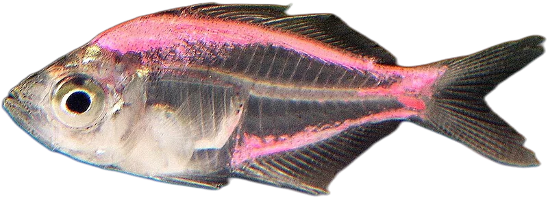 蛙副双边鱼 Indian Glassfish