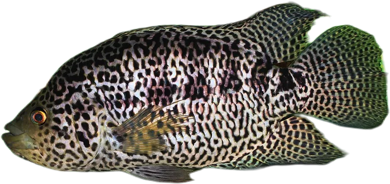 花身副丽鱼 Jaguar Cichlid