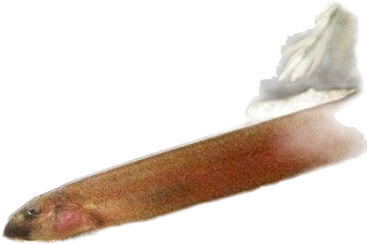 Java Loach