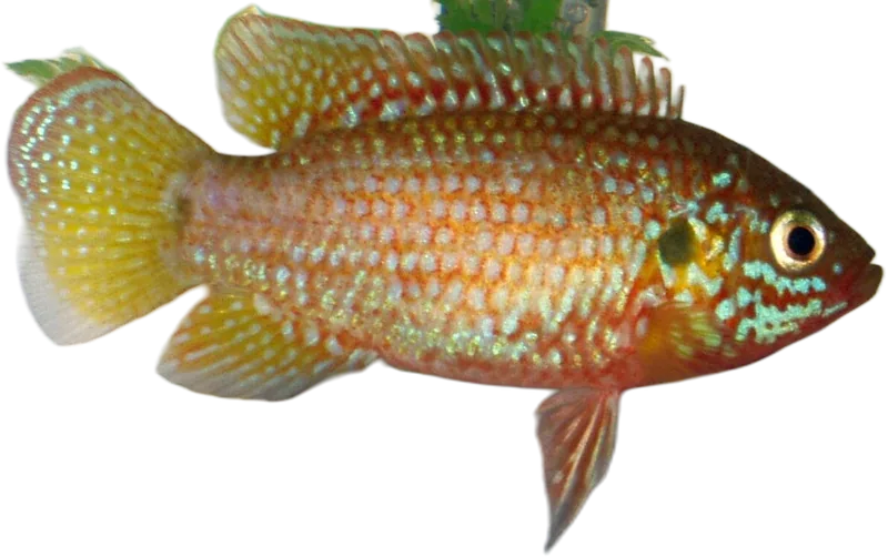 双斑伴丽鱼 Jewel Cichlid