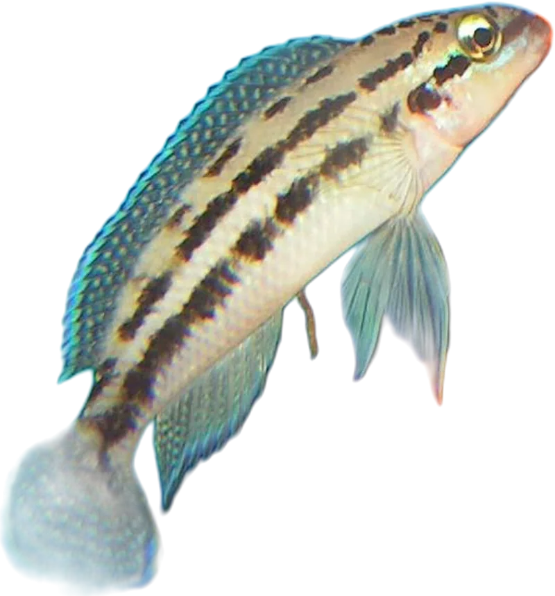 迪氏尖嘴丽鱼 Julidochromis Dickfeldi