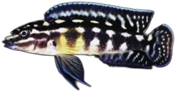 Julidochromis Marlieri