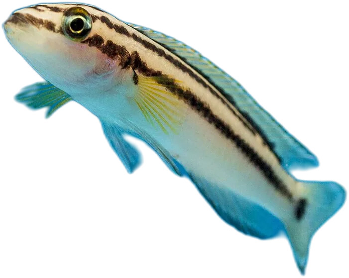 Julidochromis Ornatus