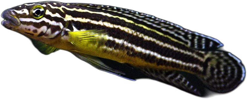 雷氏尖嘴丽鱼 Julidochromis Regani
