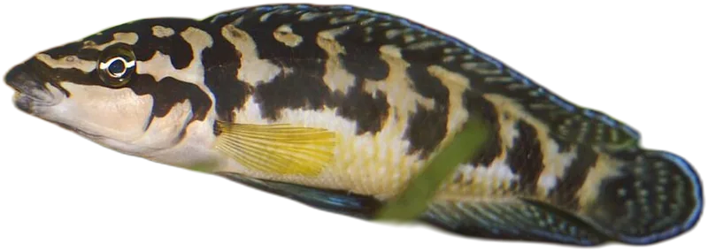 Julidochromis Transcriptus