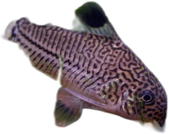 Julii Cory