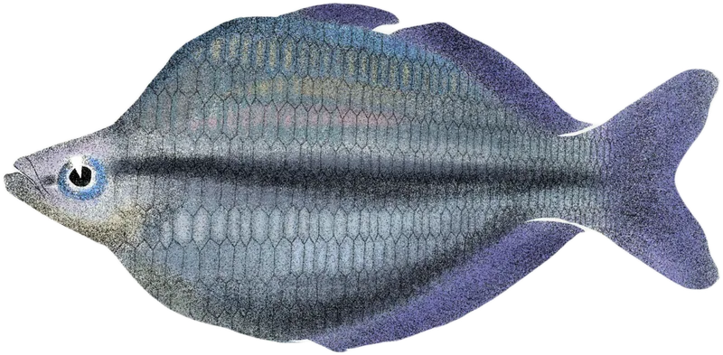 加马加湖虹银汉鱼 Kamaka Rainbowfish