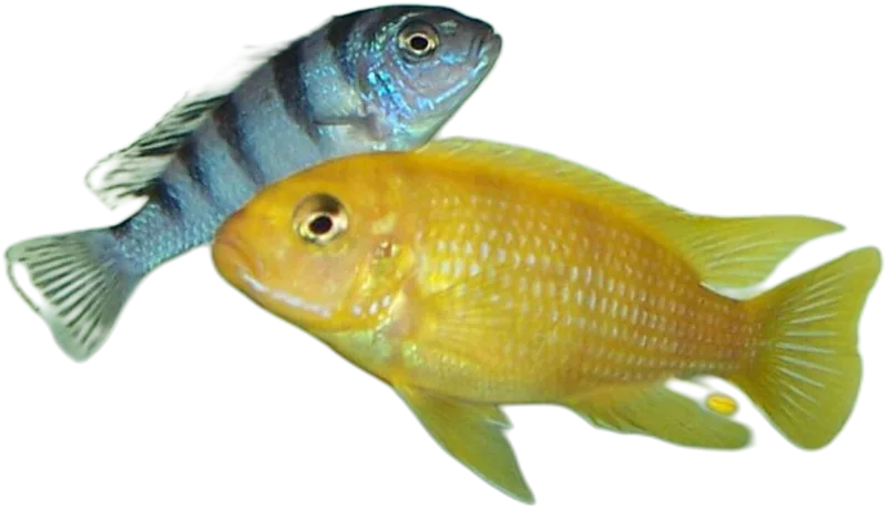 Kenyi Cichlid