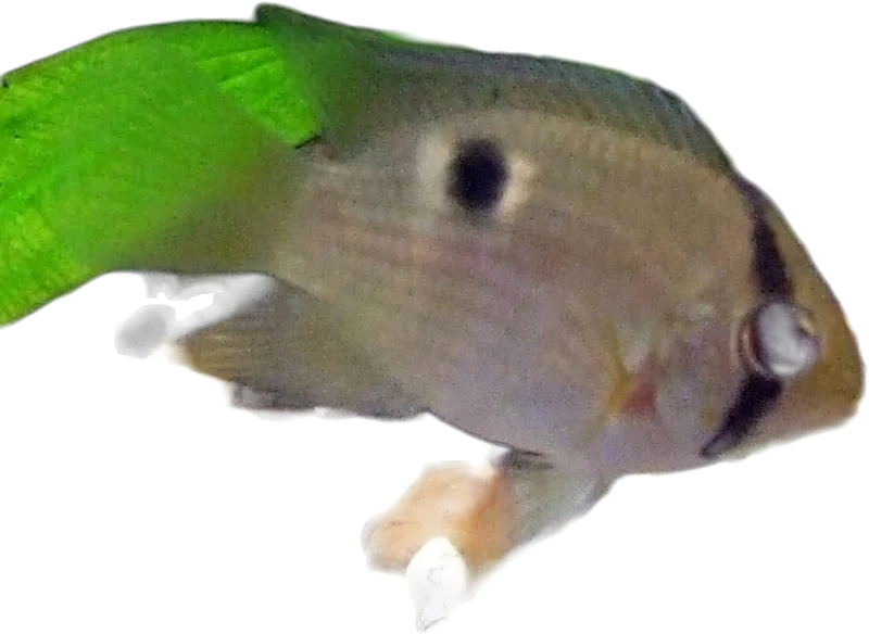 马氏棒丽鱼 Keyhole Cichlid