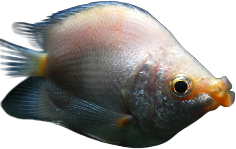 接吻鱼 Kissing Gourami