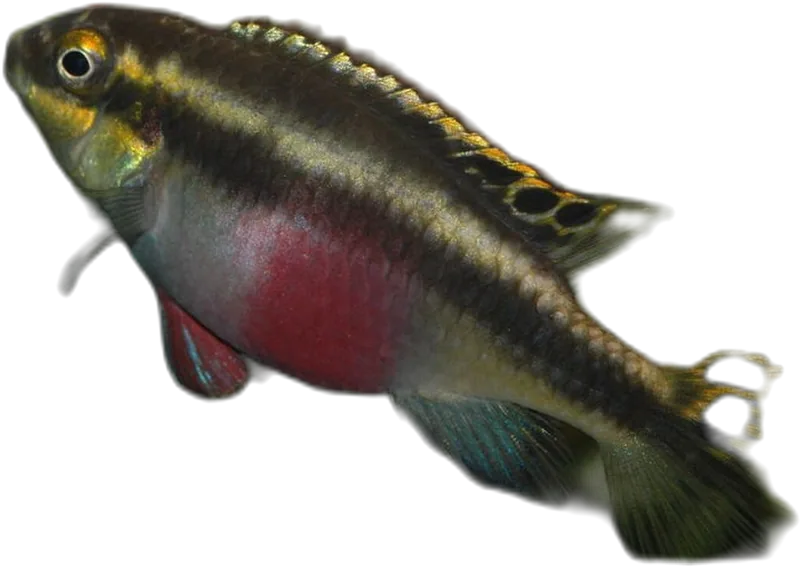 Kribensis