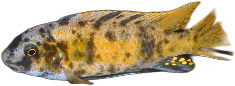 菲氏突吻丽鱼 Labeotropheus Fuelleborni