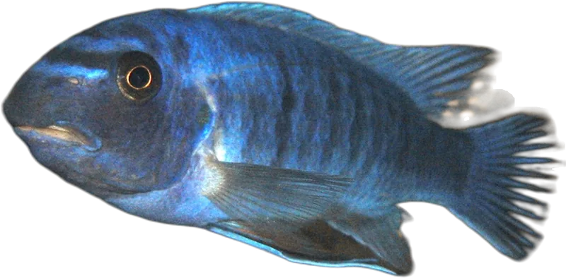 Labeotropheus trewavasae