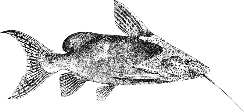 近黑歧须𬶏 Lace Catfish