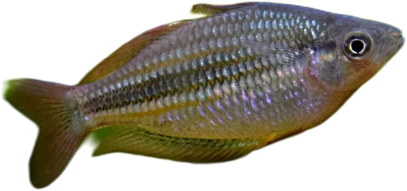 大眼虹银汉鱼 Lake Eacham Rainbowfish