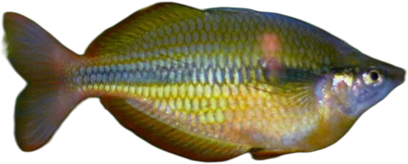 Lake Tebera Rainbowfish