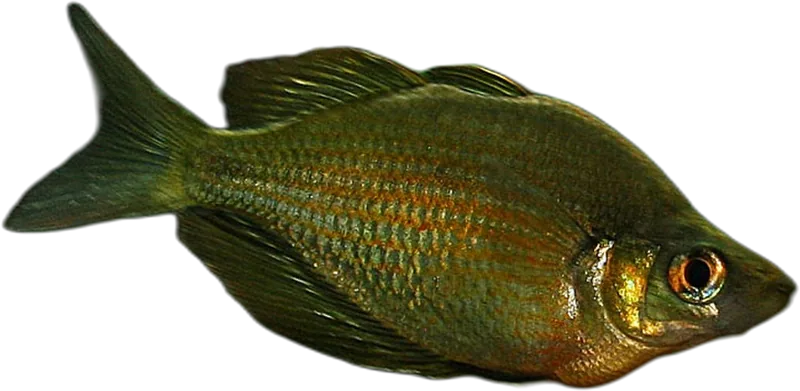 瓦纳舌鳞银汉鱼 Lake Wanam Rainbowfish