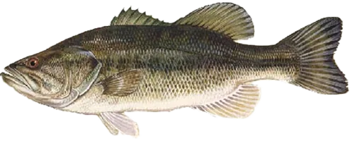 大口黑鲈 Largemouth Bass
