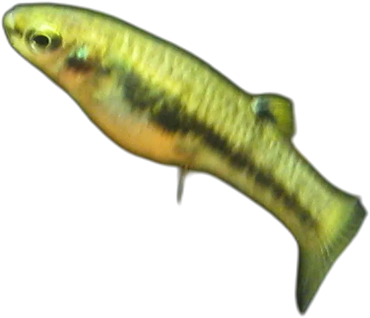 美丽异小鳉 Least Killifish [Male]