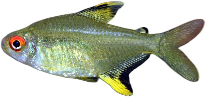 Lemon Tetra