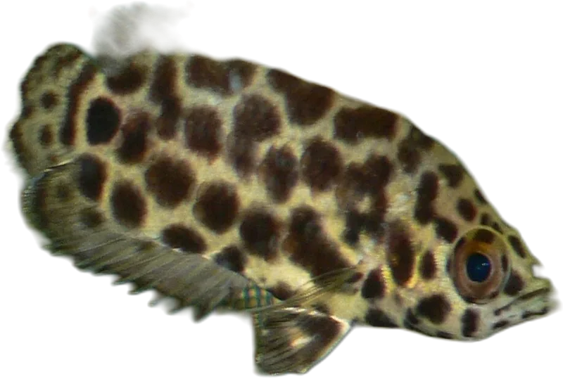 Leopard Bushfish