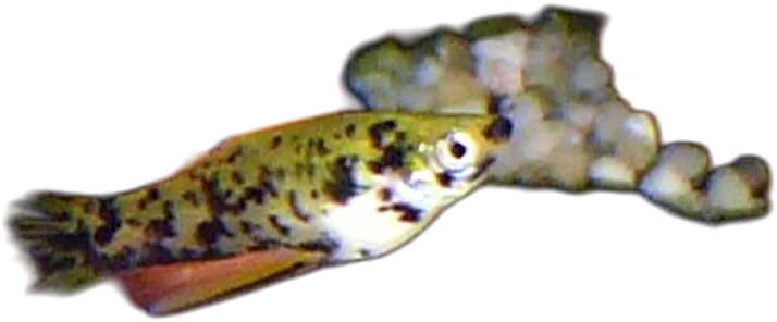Leopardfish