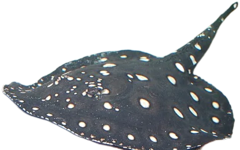 利氏江𫚉 Leopoldi Stingray