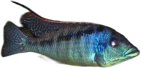 Lichnochromis acuticeps