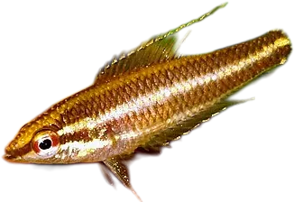 Licorice Gourami