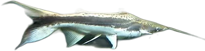 铲吻油鲶 Lima Shovelnose Catfish