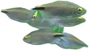 Long-Finned African Tetra