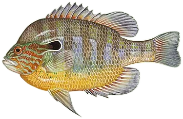 Longear Sunfish