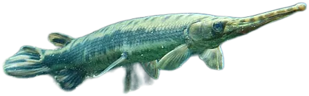 长吻雀鳝 Longnose Gar