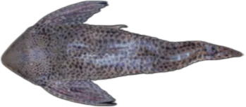 Loricaria lentiginosa