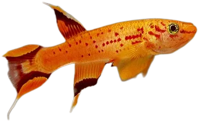 琴尾旗鳉 Lyretail Killifish