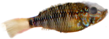 Macmaster Dwarf Cichlid