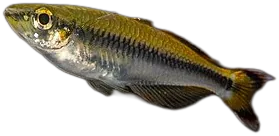 Madagascar Rainbowfish