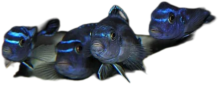 Maingano Mbuna