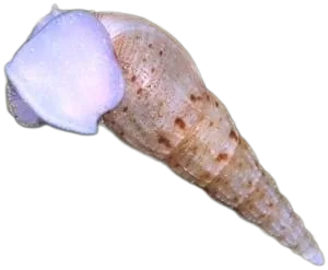 Malaysian Trumpet Snail