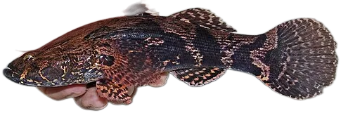 斑驳尖塘鳢 Marble Goby