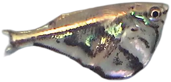 飞脂鲤 Marble Hatchet